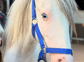 Blagdon cob to make 14-14.1