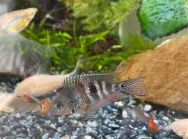 Cichlid