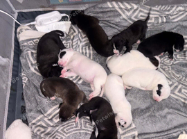 Blue staffy , husky lurcher cross dogs