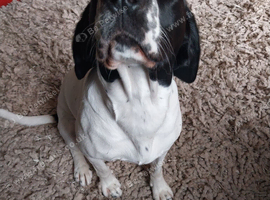 New Home needed for Nala