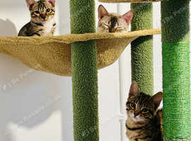 5 gorgeous bengals now 12 months old