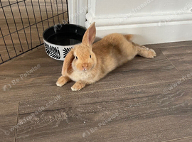 2 beautiful Lionlop x Holland bunnies