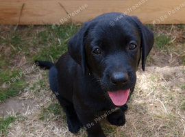Labrador Puppies
