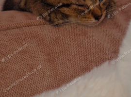 Beautiful wee 11week old tabby kitten