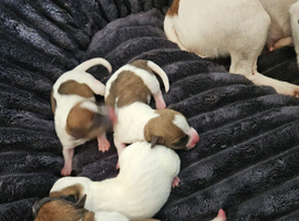 Min jack russle puppies