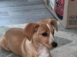 Jack Russel