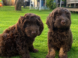 Very small F1 cockapoo puppies for sale