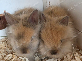 Netherland dwarf and lion head kits
