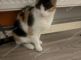 Cat looking loving home