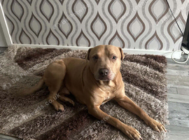 Loving male dog tyson