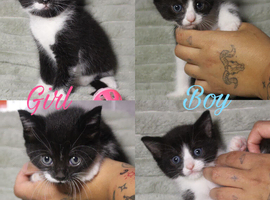 2 tuxedo kittens