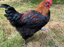Black Copper Maran Rooster/Cockerels