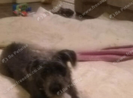 Poodle cross lurcher