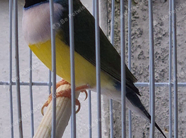 1 male Goldian finch