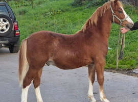 Flashy Welsh Section C Colt Foal