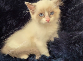 Stunning ragdoll kittens