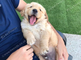 Chunky kc registered golden retriever pups