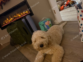 Mini golden doodle 6 months