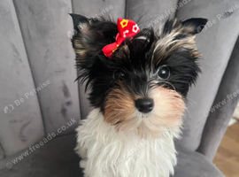 Teacup Yorkshire terrier biewer 3 colours