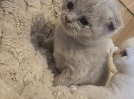 Adorable Scottish Fold Kittens looking for Forever Home