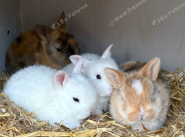 4 baby dwarf rabbits