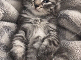 Bengal Maine coon mix kitten!