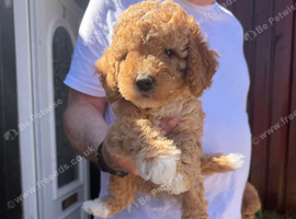 cavapoo puppies for sale
