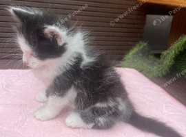7 week old girl kittens