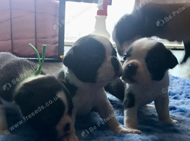BEAUTIFUL LITTER OF 5 BOSTON TERRIERS