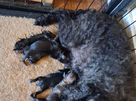 Cockapoo x chihuahua girls