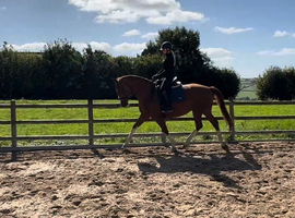 Quality 15.3hh 8yr old