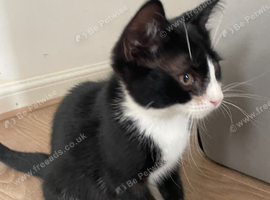 Ragdoll cross kittens