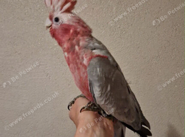 Two Babe Galah Cockatoo