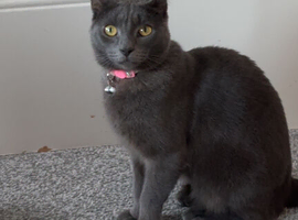 Adult female for rehome