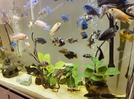 Malawi cichlids