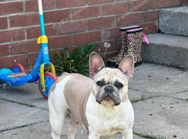 Piper is a gorgeous 5 year old Frenchie Female looking for her furever home