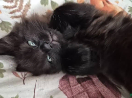 Half Maine coon