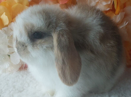 mini lops