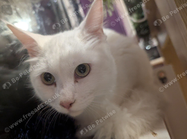 Female maincoon cross