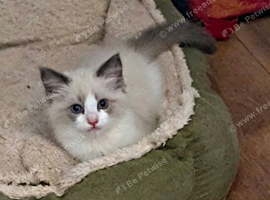 Ragdoll kitten (bicolour)