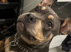 American pocket bully