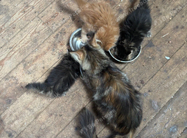 Maine Coon Cross