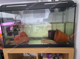 Breeding pair with setup