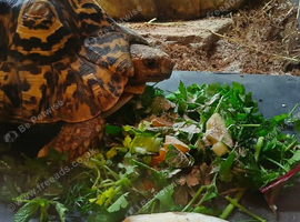 Beautiful leopard tortoise