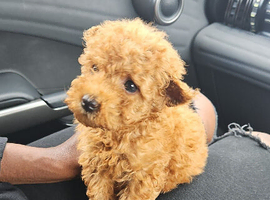 Toy poodle