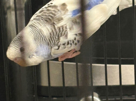 2 x budgies with large cage for sale