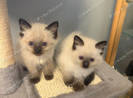 blue face ragdoll kittens pure breed)