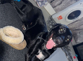 Border collie cross saluki
