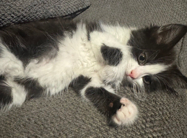 1 boy kitten left