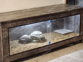Male and female tortoises approx 12 years old